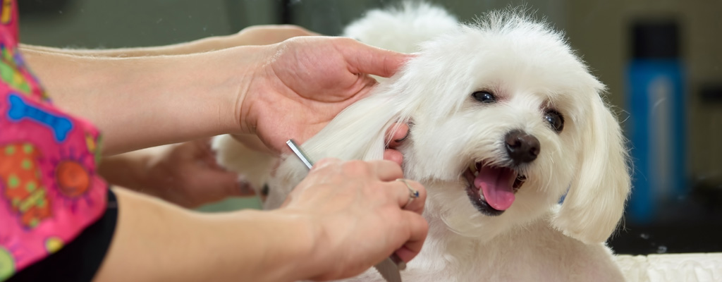 dog grooming scissors