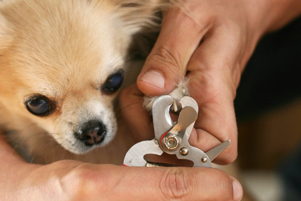 Animal clippers